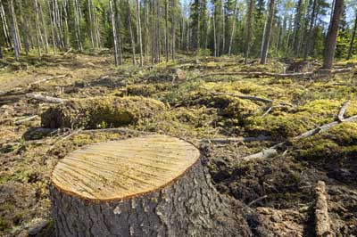 Oh the ... arbority!