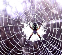 Web