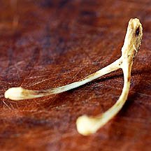 wishbone
