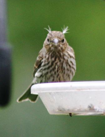 The Feeder Feed: feathers