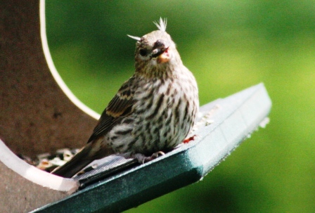 The Feeder Feed: feathers