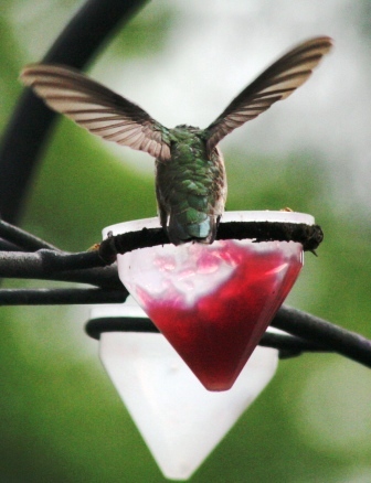 The Feeder Feed: feathers
