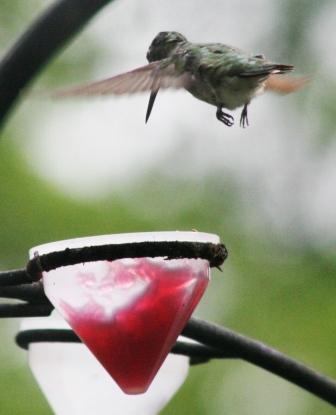 The Feeder Feed: feathers