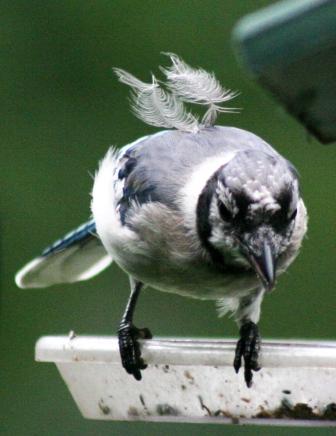 The Feeder Feed: feathers