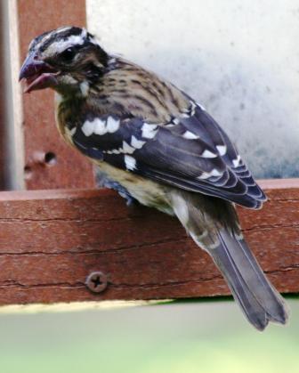 The Feeder Feed: feathers