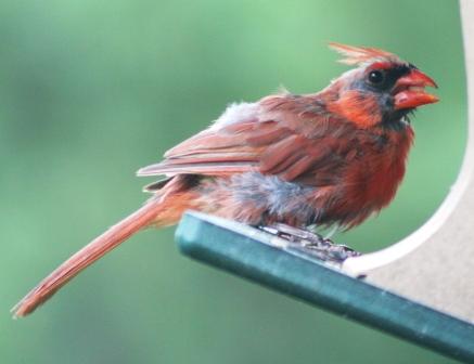 The Feeder Feed: feathers