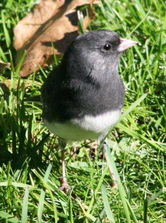 Junco