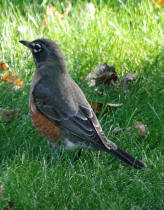 Robin