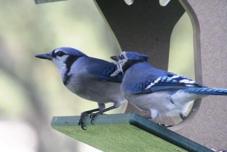 Blue Jays