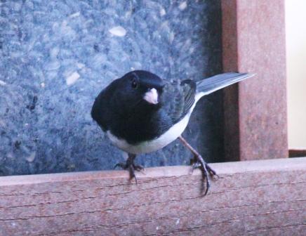 Junco