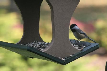 Chickadee