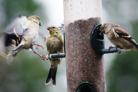 The Feeder Feed