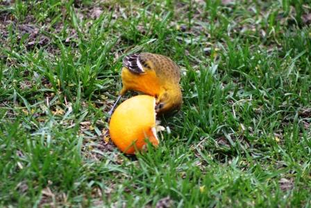 The Feeder Feed: ORANGE!