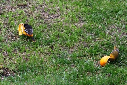 The Feeder Feed: ORANGE!