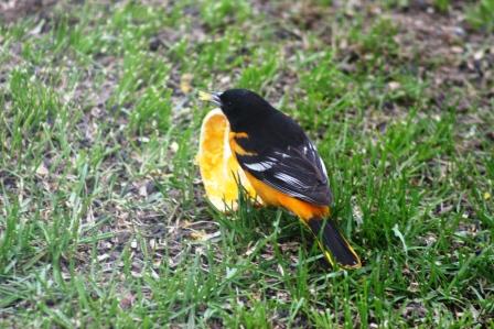 The Feeder Feed: ORANGE!
