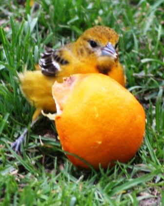 The Feeder Feed: ORANGE!