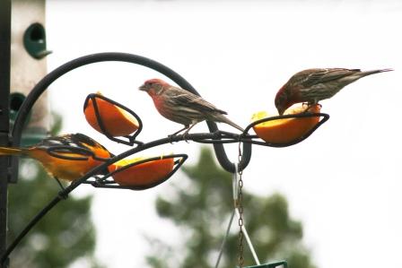 The Feeder Feed: ORANGE!