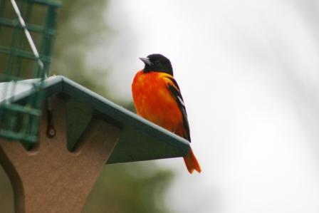 The Feeder Feed: ORANGE!