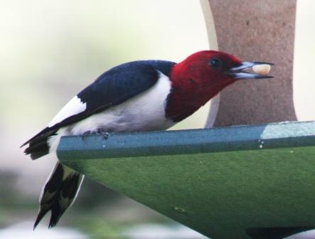 Red-headed Woodpecker