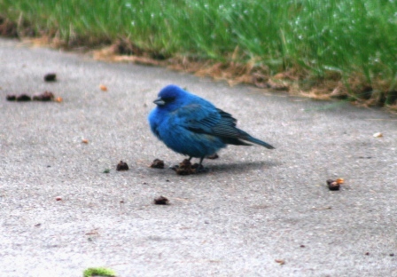 Indigo Bunting