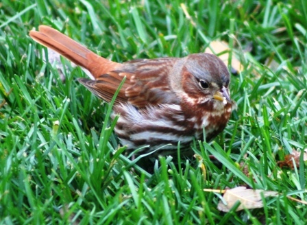 The Feeder Feed: catching up
