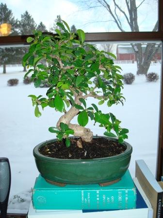 Snowy Sabine pie and Penjing