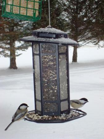 Snowy Sabine Scene
