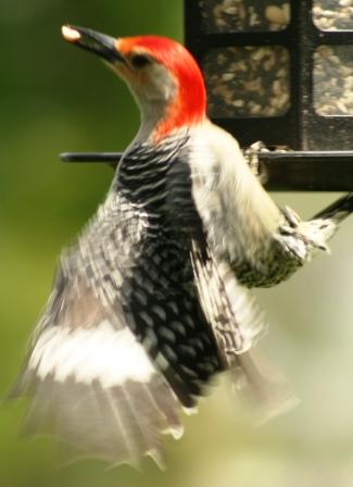 The feeder