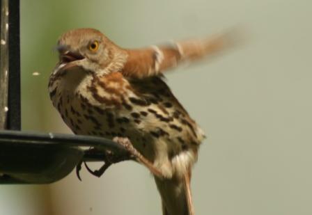 The feeder