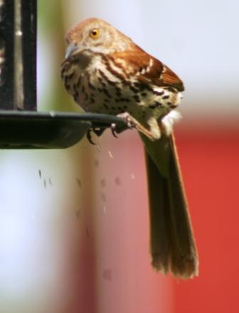 The feeder