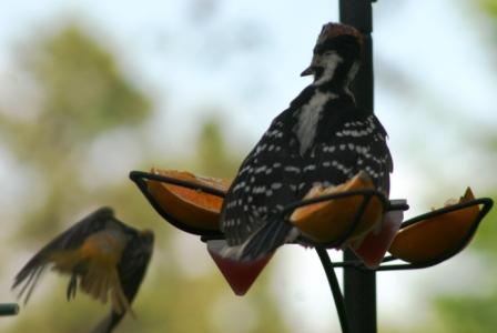 The feeder