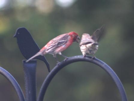 The feeder