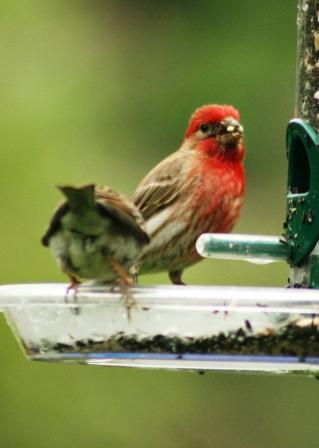 The feeder
