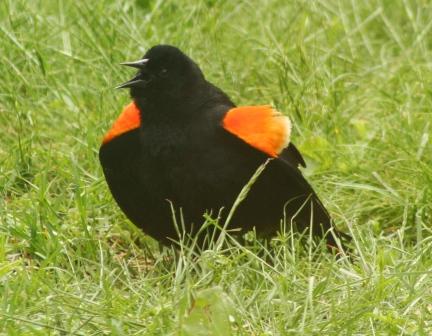 The feeder