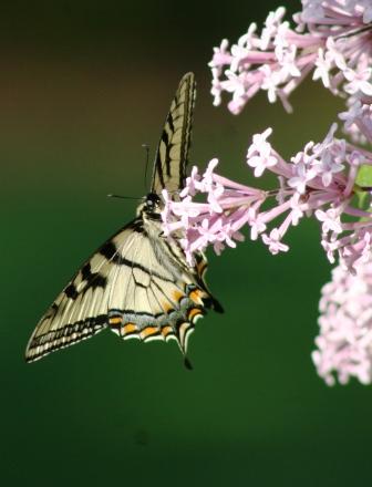 Various wings