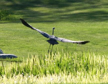 Various wings
