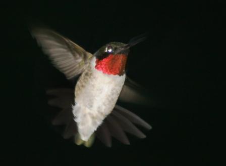 Various wings