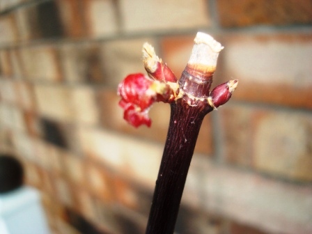"Patience, tiny bud..."