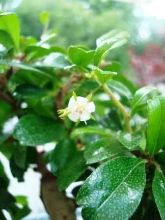 PENJING REPORT