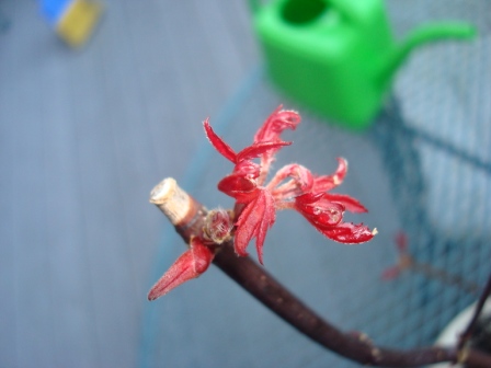 PENJING REPORT