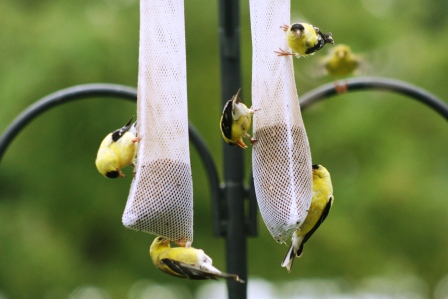 Feeder feed