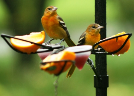 Feeder feed