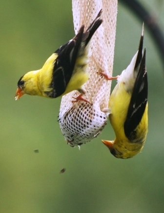 Feeder feed