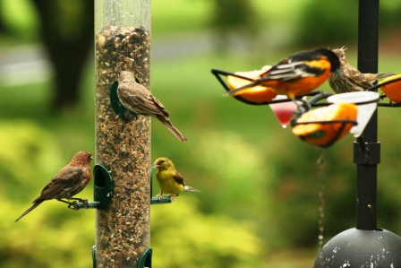 Feeder feed