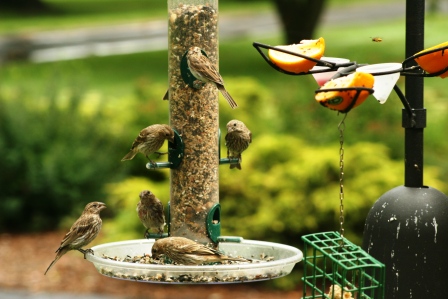 Feeder feed
