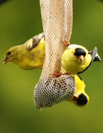 Feeder feed