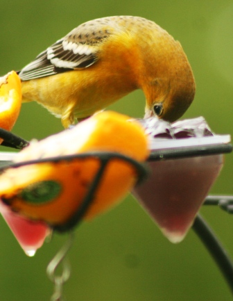 Feeder feed