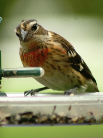 Feeder feed