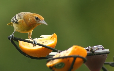 Feeder feed