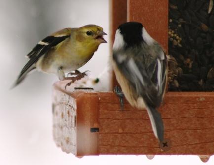 The Feeder Feed and thanks to readers